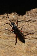 Coelichneumon bilineatus